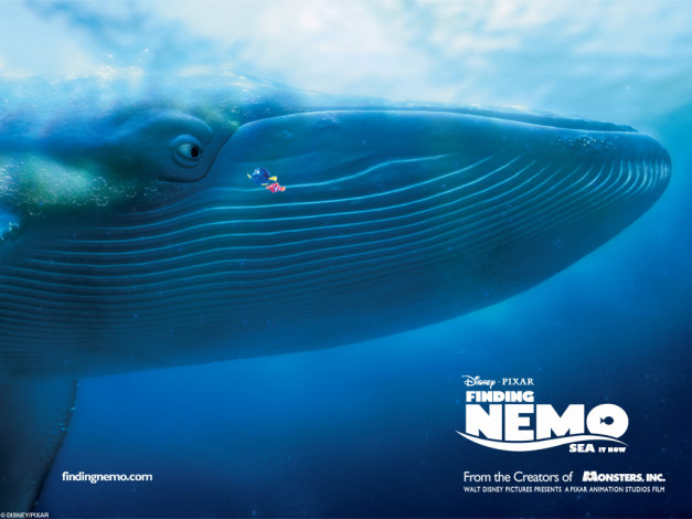 Обои картинки фото мультфильмы, finding, nemo