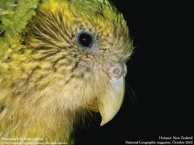 Обои картинки фото животные, попугаи