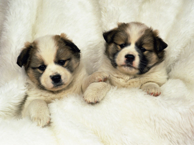 Обои картинки фото животные, собаки