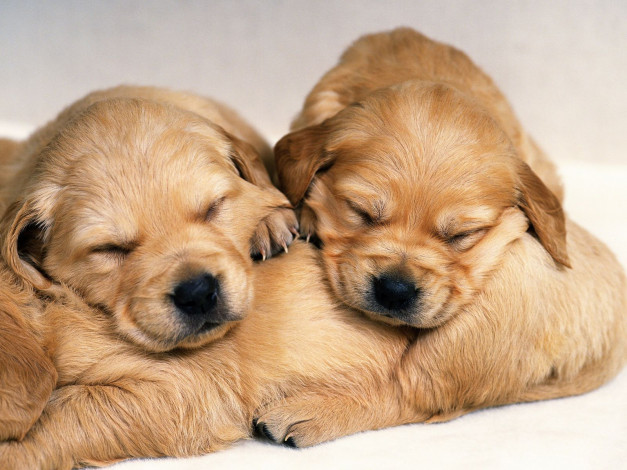 Обои картинки фото животные, собаки