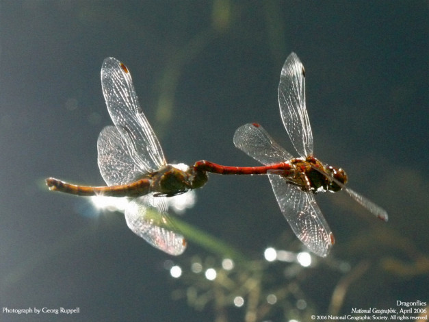 Обои картинки фото животные, стрекозы