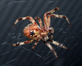 Картинка животные пауки