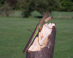 Картинка животные богомолы