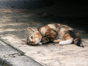 Картинка животные коты