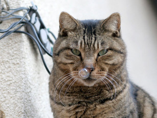 Картинка животные коты