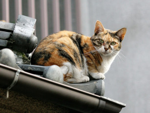 Картинка животные коты