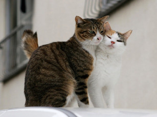 Картинка животные коты