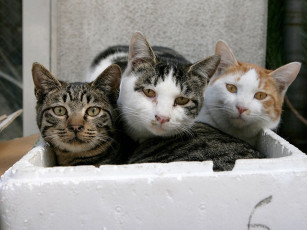 Картинка животные коты