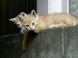 Картинка животные коты