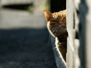 Картинка животные коты