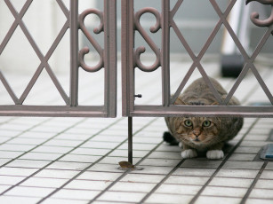 Картинка животные коты