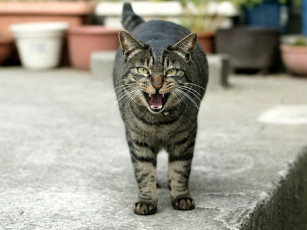 Картинка животные коты