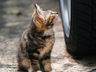 Картинка животные коты