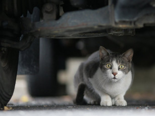 Картинка животные коты