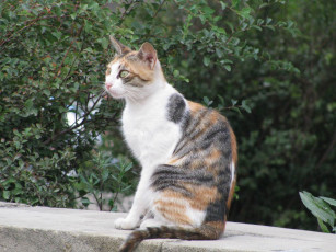 Картинка животные коты