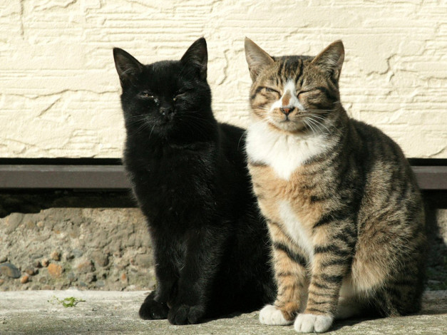 Обои картинки фото животные, коты