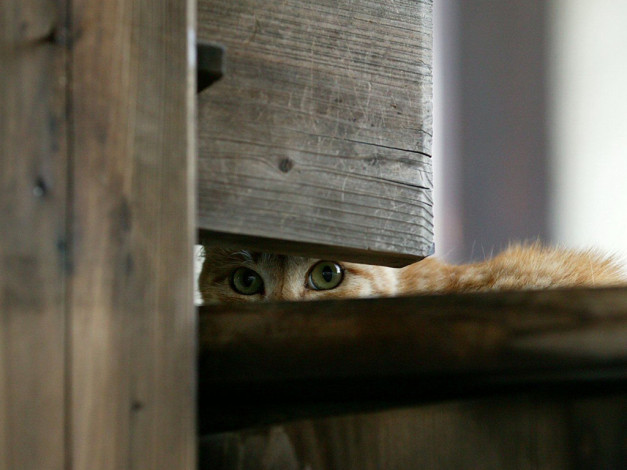 Обои картинки фото животные, коты