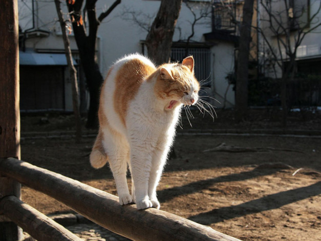 Обои картинки фото животные, коты