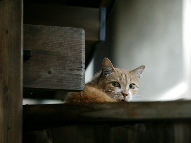 Обои картинки фото животные, коты