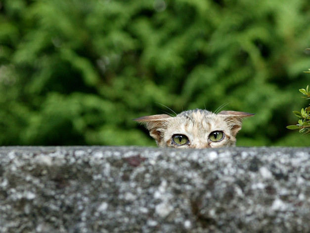 Обои картинки фото животные, коты