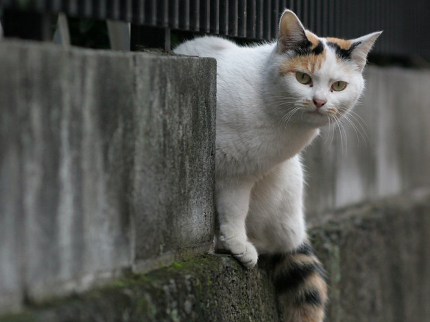 Обои картинки фото животные, коты