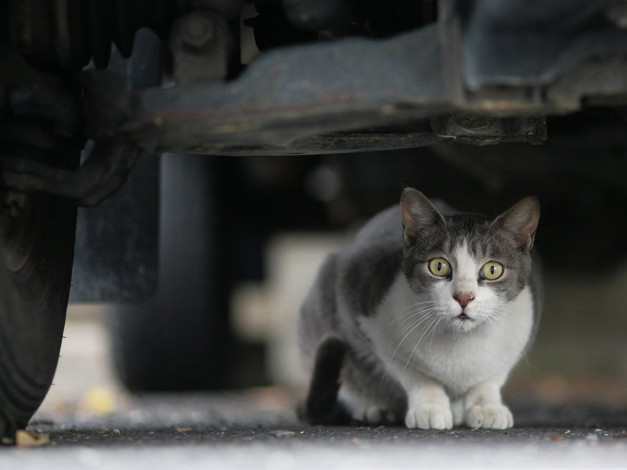 Обои картинки фото животные, коты