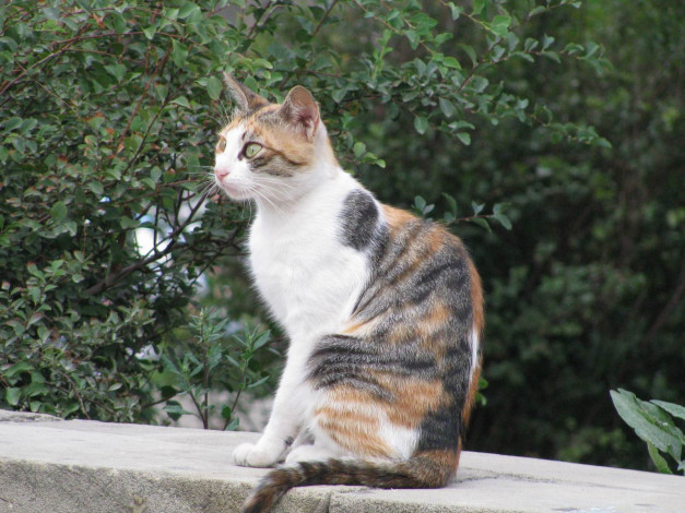 Обои картинки фото животные, коты