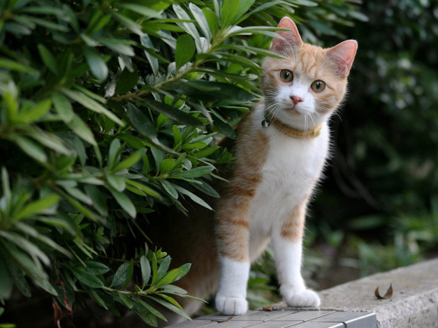 Обои картинки фото животные, коты