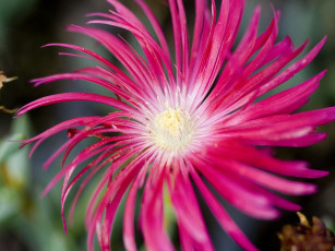 Картинка цветы аизовые