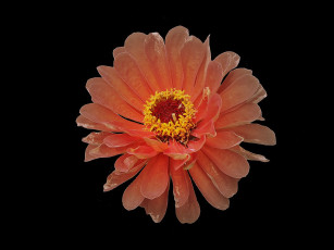 Картинка цветы цинния