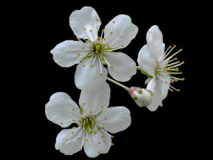 Картинка цветы цветущие деревья кустарники