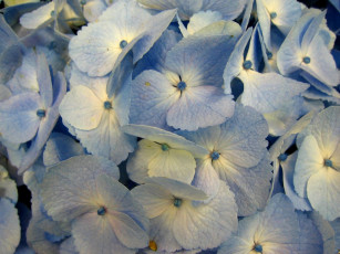 Картинка цветы гортензия