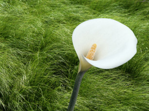 Картинка цветы каллы