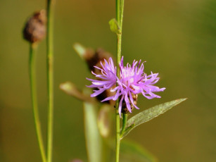 Картинка цветы луговые полевые