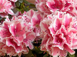 Картинка цветы рододендроны азалии
