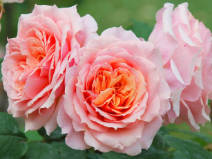 Картинка цветы розы