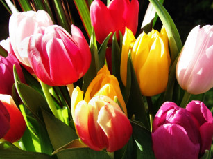 Картинка цветы тюльпаны