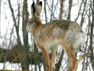 Картинка животные кролики зайцы