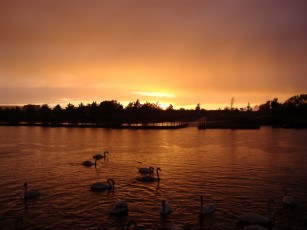 Картинка животные лебеди