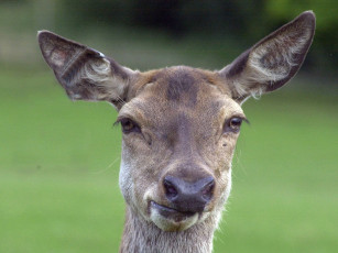 Картинка животные олени