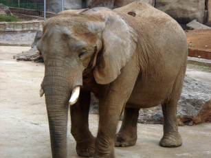 Картинка животные слоны