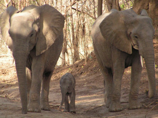 Картинка животные слоны
