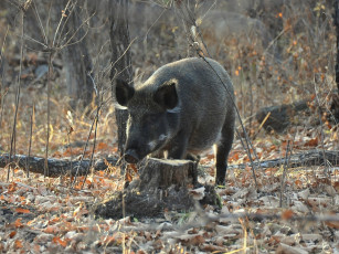 Картинка животные свиньи кабаны