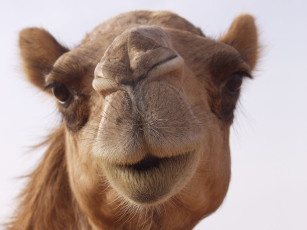 Картинка животные верблюды