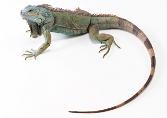 Картинка животные Ящерицы игуаны вараны