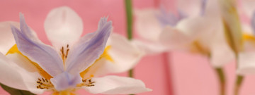 обоя цветы, ирисы