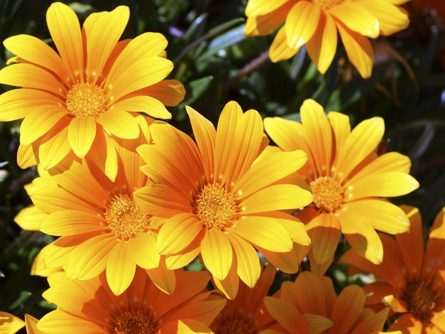 Обои картинки фото цветы, газания