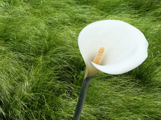 Обои картинки фото цветы, каллы