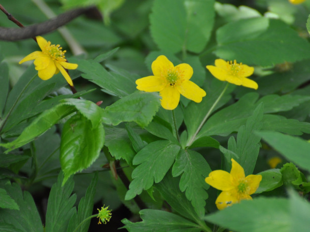 Обои картинки фото цветы, калужницы, лютики