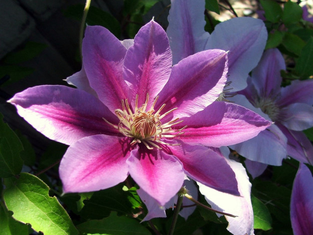 Обои картинки фото цветы, клематис, ломонос